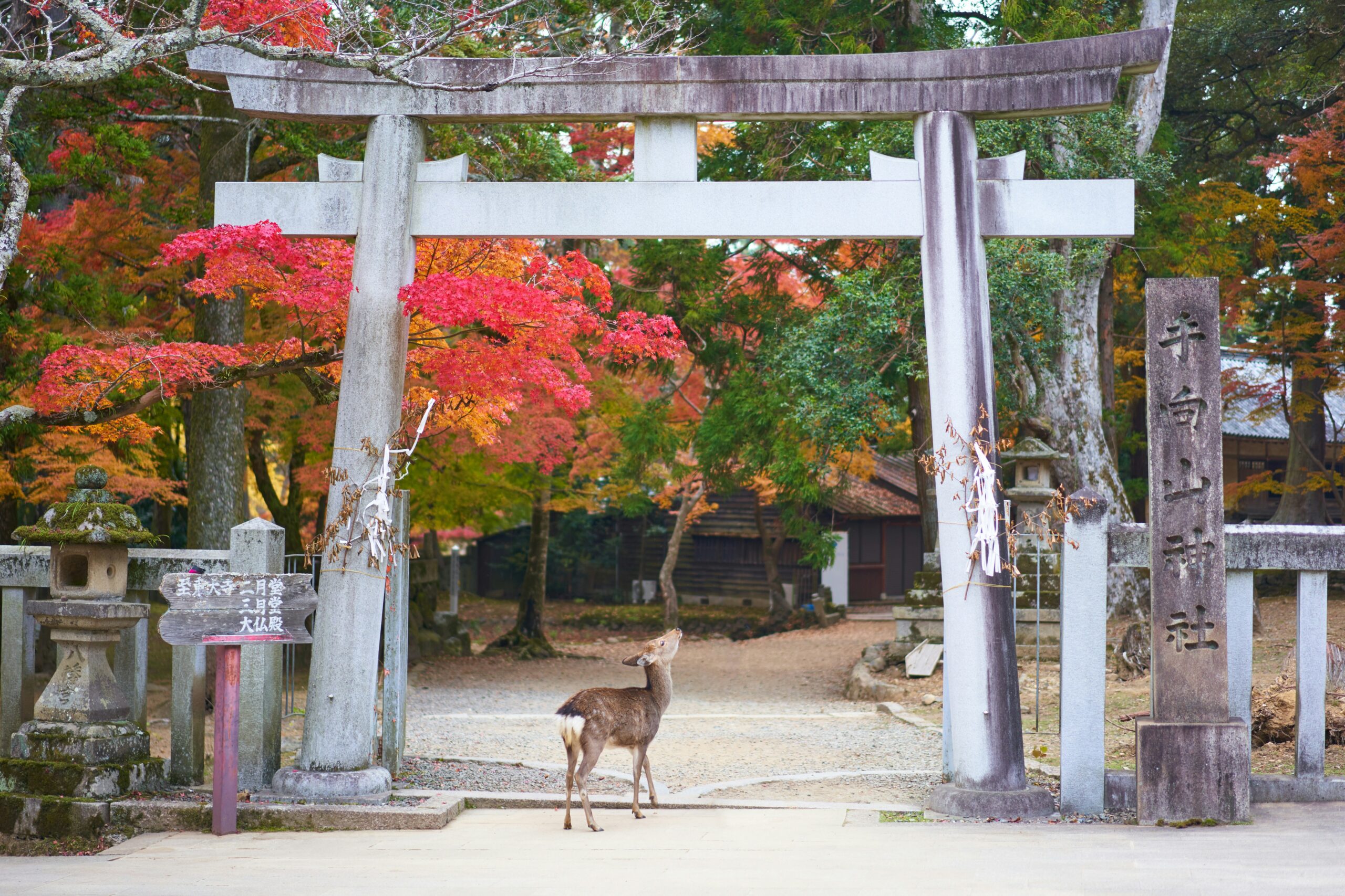 Kyoto, Nara & Osaka Santo